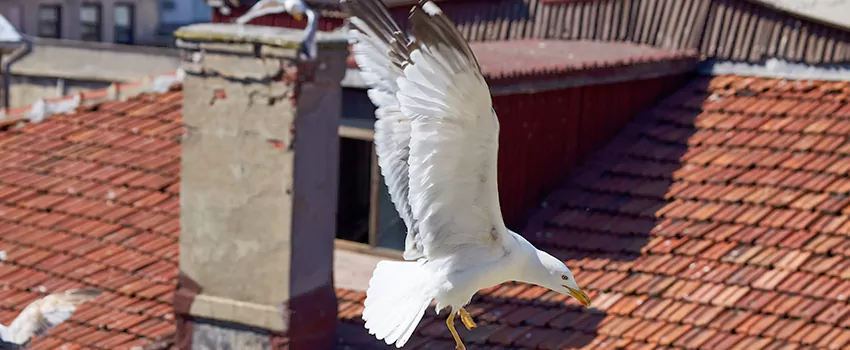 Residential Chimney Animal Removal Solution in Fuquay-Varina, NC