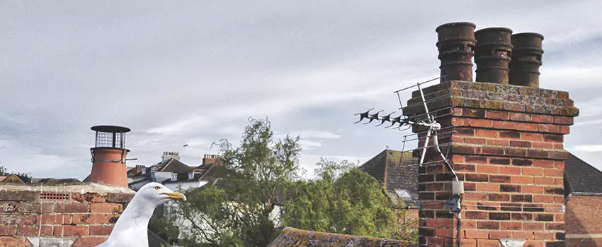 Chimney Cleaning And Restoration in Fuquay-Varina, North Carolina